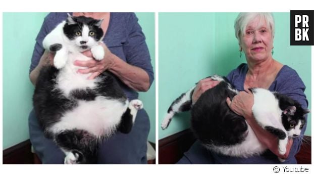 Un reportage sur Sprinkles, une énorme chatte de 16 kg trouvée dans une maison à vendre.