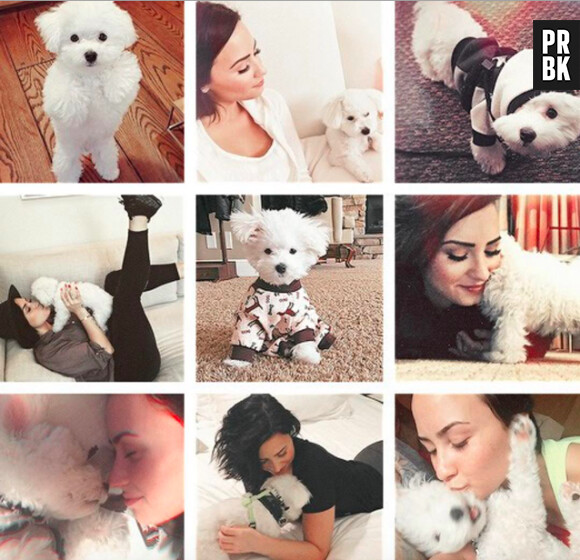 Demi Lovato en deuil de son chien Buddy