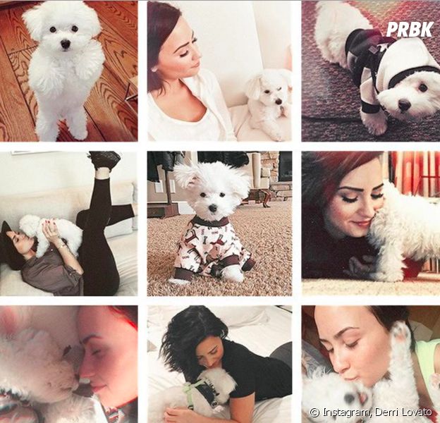 Demi Lovato en deuil de son chien Buddy