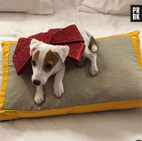 Nabilla Benattia : son cadeau de Noël ? Un chiot prénommé Pita