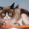 Grumpy Cat a désormais son double de cire au musée Madame Tussauds de San Francisco