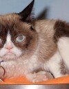 Grumpy Cat a désormais son double de cire au musée Madame Tussauds de San Francisco