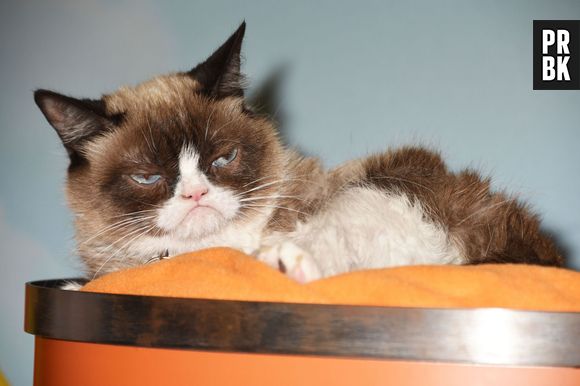 Grumpy Cat a désormais son double de cire au musée Madame Tussauds de San Francisco