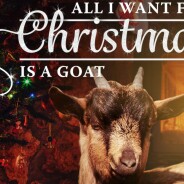 WTF : un album de chansons de Noël chantées par... des chèvres !
