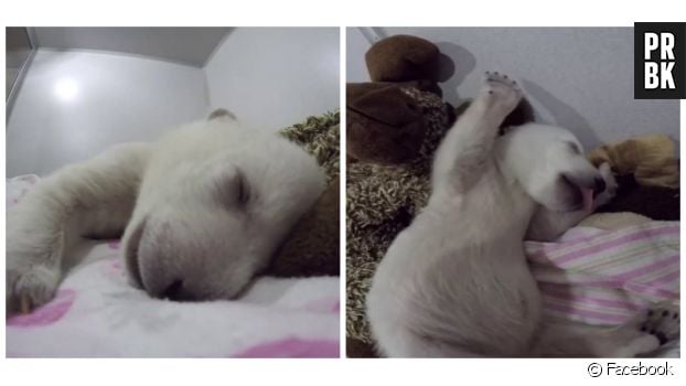 Un adorable bébé ours polaire qui dort