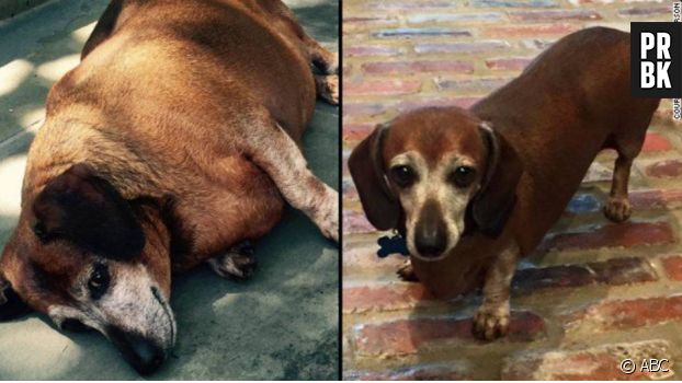 Fat Vincent : le chien obèse a énormément maigri et devient Skinny Vinnie