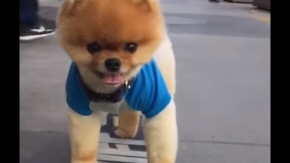 Jiffpom : le chien star le plus mignon du web a aussi Snapchat