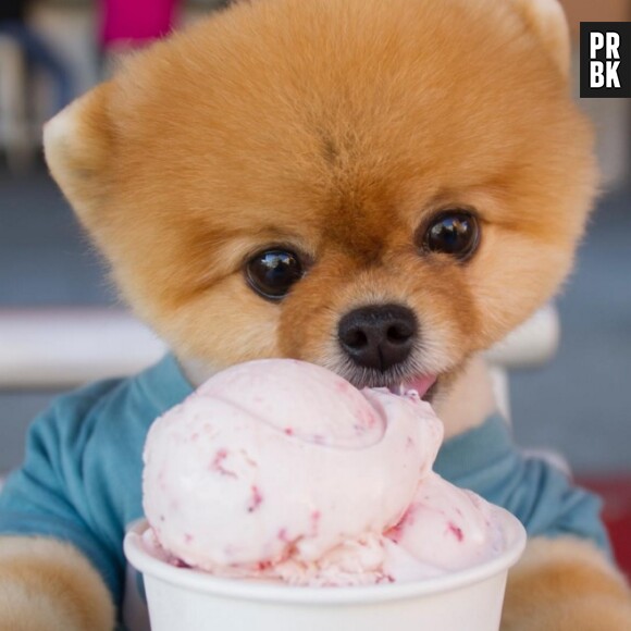 Jiffpom fait tout comme nous, même manger des glaces.