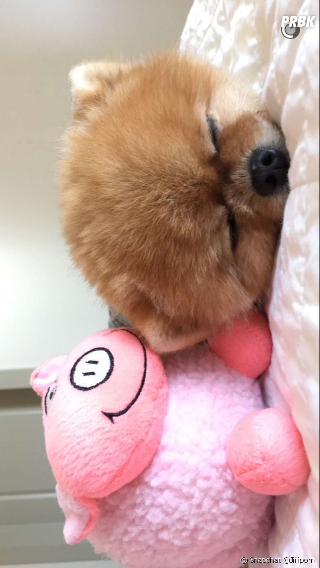 Jiffpom dort paisiblement comme un bébé.