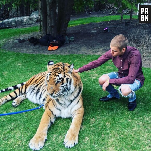 Justin Bieber pose avec un tigre sur Instagram, PETA s'insurge.