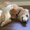 Rudy et Barclay : l'amitié originale et trop chou entre un canard et un chien !