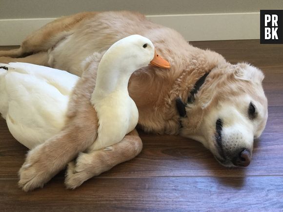 Rudy et Barclay : l'amitié originale et trop chou entre un canard et un chien !