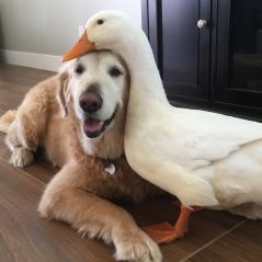 Trop cute : un canard et un chien sont devenus BFF (photos)