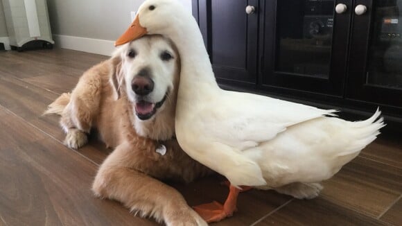 Trop cute : un canard et un chien sont devenus BFF (photos)