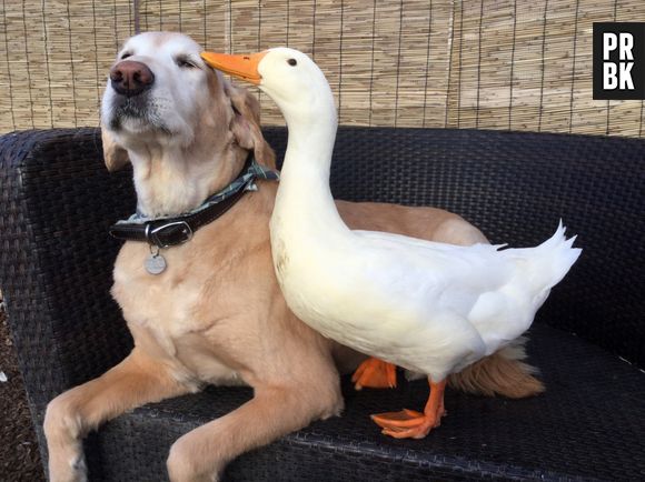 Rudy et Barclay : l'amitié originale et trop chou entre un canard et un chien !