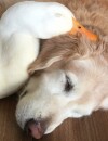 Rudy et Barclay : l'amitié originale et trop chou entre un canard et un chien !