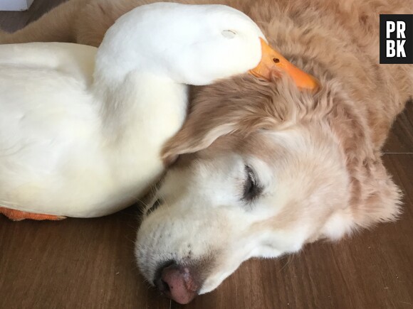 Rudy et Barclay : l'amitié originale et trop chou entre un canard et un chien !