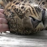 Ce léopard ronronne comme un (très) gros chat, la vidéo trop cute