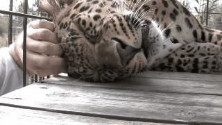 Ce léopard sauvé par l'organisme Cedar Cove adore les papouilles, ça le fait ronronner !