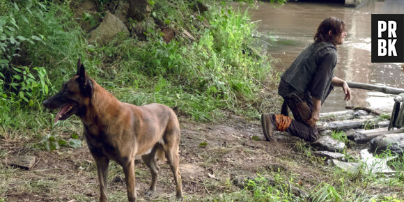 The Walking Dead saison 9 : une pétition pour sauver le chien de Daryl