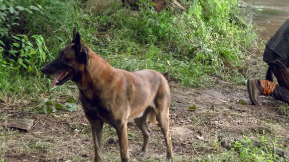 The Walking Dead saison 9 : une pétition pour sauver le chien de Daryl