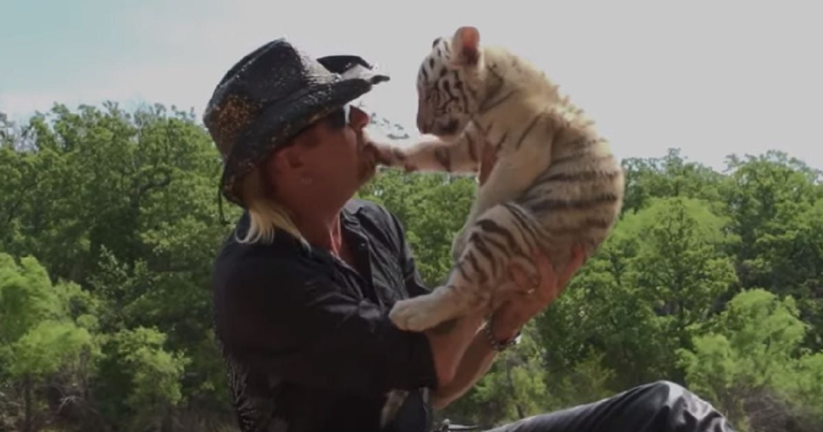 tiger king avis