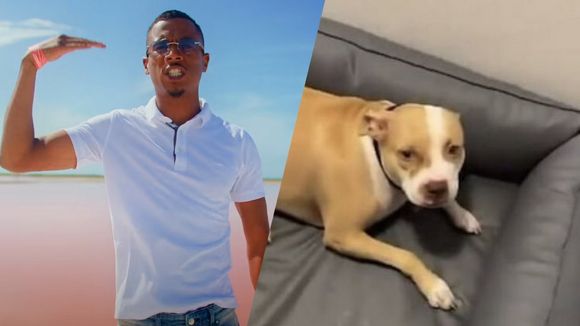 Timal échappe à la prison après avoir frappé son chien, les internautes dégoûtés face au montant de son amende