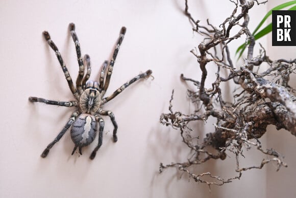 Vermines : un film d'horreur avec de vraies araignées au casting