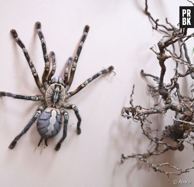 Vermines : un film d'horreur avec de vraies araignées au casting