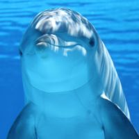Panique au Japon : les attaques de dauphins se multiplient, mais tout est en fait de notre faute