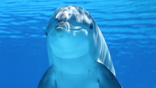Panique au Japon : les attaques de dauphins se multiplient, mais tout est en fait de notre faute