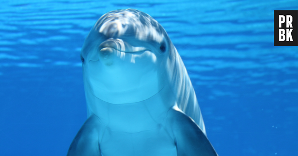 Panique au Japon, les attaques de... dauphins se multiplient, mais tout serait en fait notre faute