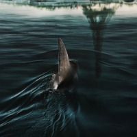 Sous la Seine : le film de Netflix a-t-il filmé de vrais requins ? On a posé la question à Bérénice Béjo