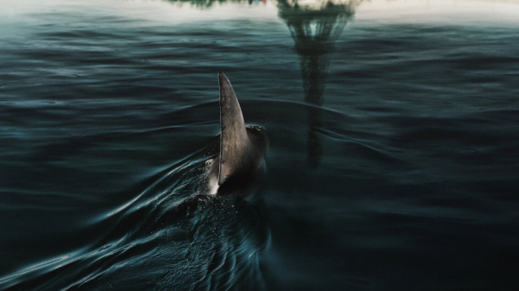Sous la Seine : le film de Netflix a-t-il filmé de vrais requins ? On a posé la question à Bérénice Béjo