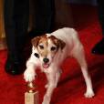 Uggie prend la pose avec le Golden Globe reçu pour The Artist