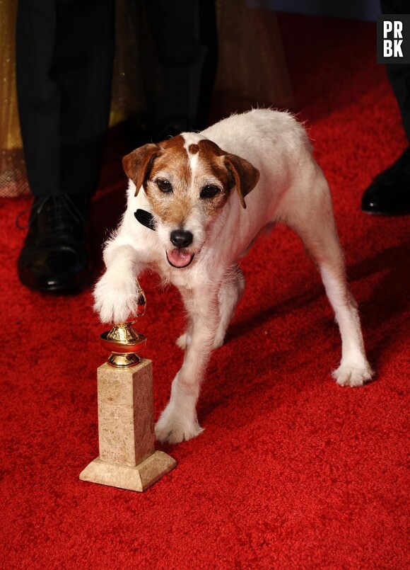 Uggie prend la pose avec le Golden Globe reçu pour The Artist