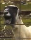 Les meilleurs "Goat Edition" de Youtube