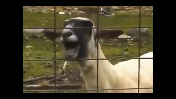 Goat Edition sur YouTube : One Direction et Miley Cyrus vont devenir chèvre !