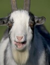 Les chèvres envahissent Youtube !