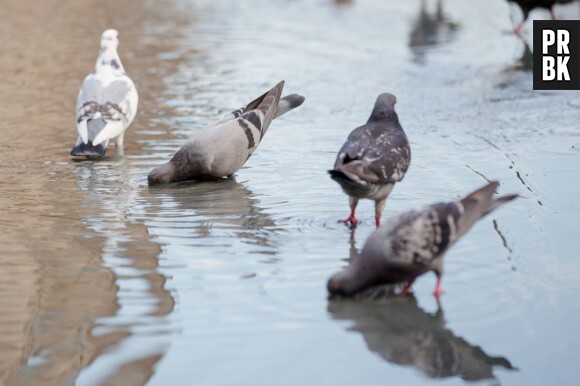 Le PSG en guerre contre les pigeons