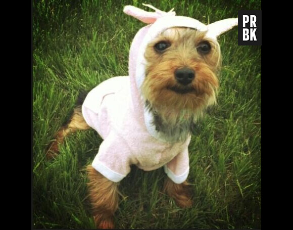 Britney Spears a déguisé son chien Hannah pour Pâques