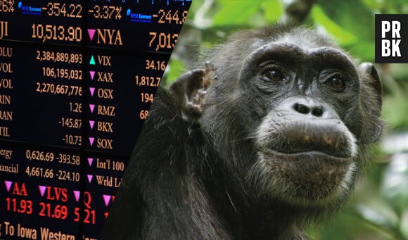 Les chimpanzés plus forts en bourse que les Hommes ?