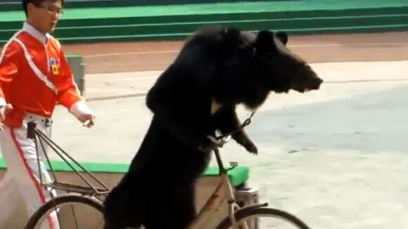 Un singe de zoo attaqué par un ours à vélo : la vidéo qui scandalise la Chine