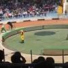 un ours se régale lors d'un spectacle d'un zoo chinois