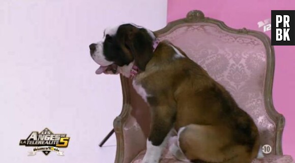 Dans l'épisode 65 diffusé ce soir sur NRJ12, Angel le chien pose pour un shooting dans les Anges 5.