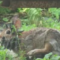 Un lapin avec des cornes découvert aux Etats-Unis : les licornes ont de la concurrence