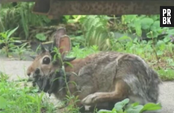 Un lapin avec des cornes a été découvert dans le jardin d'une famille américaine