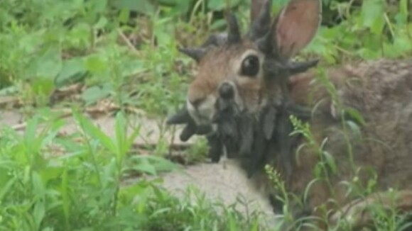 Un lapin avec des cornes découvert aux Etats-Unis : les licornes ont de la concurrence