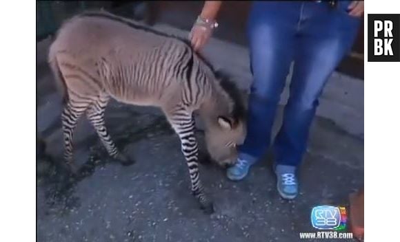 Ippo, le zébrâne né à Florence en Italie d'un zèbre et d'une ânesse