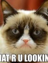 Grumpy Cat devient officiellement la mascotte de Friskies